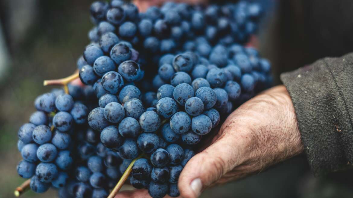Wine 101: Its History and Interesting Facts About Wine
