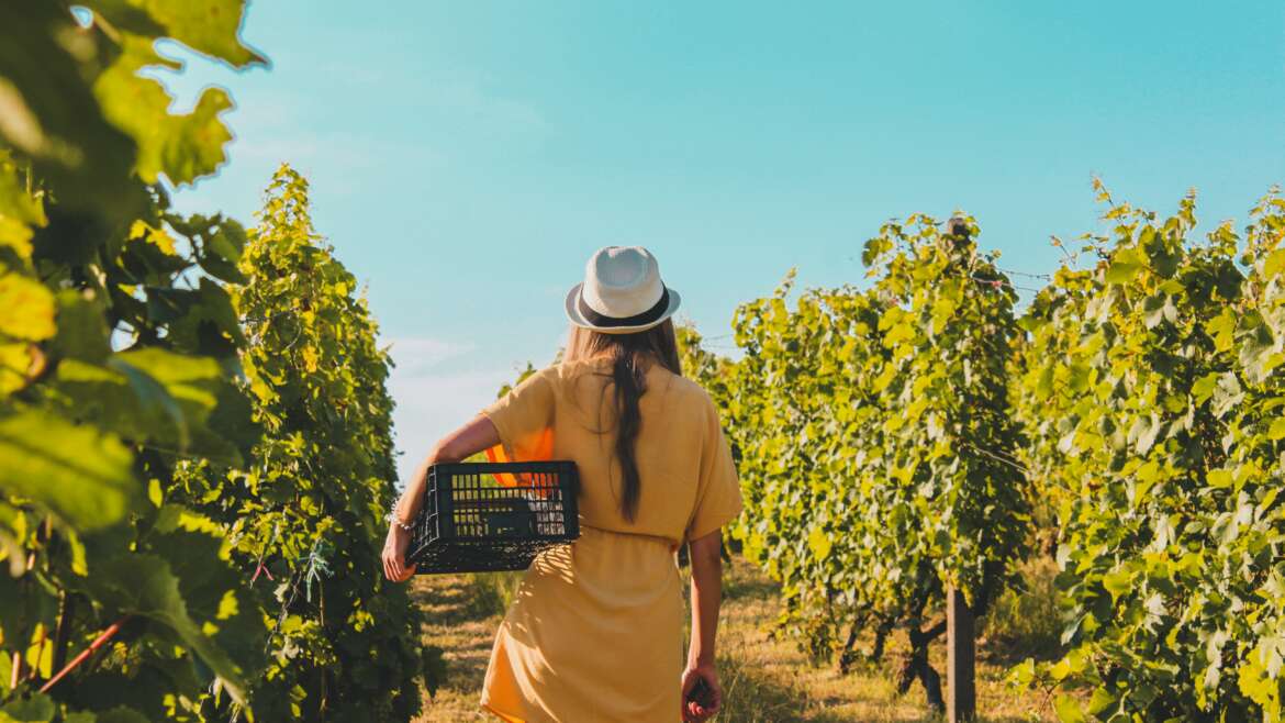 5 Countries That Make the Best Wine